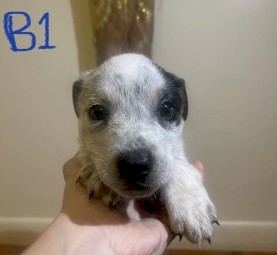 Cattle dog puppies