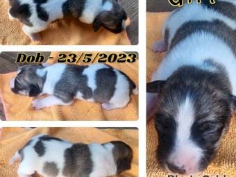 Purebred Jack Russell Pups