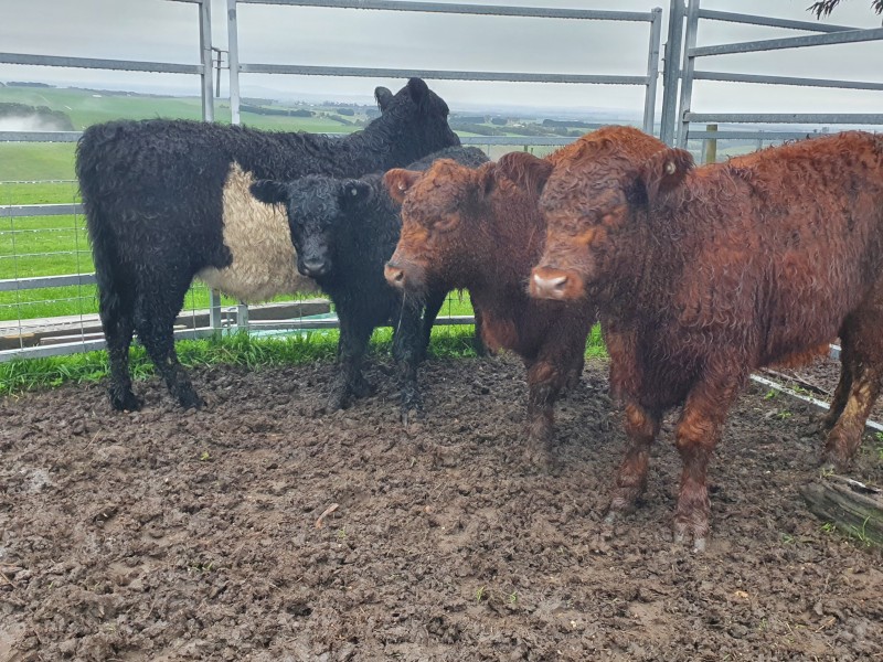 4 belted galloway heifers