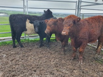 4 belted galloway heifers