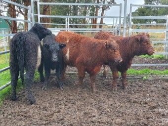 4 belted galloway heifers