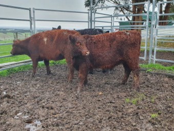 4 belted galloway heifers