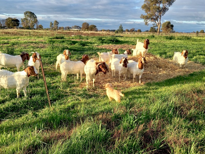 Pure Boar Goat Breeding Herd - Price Reduced