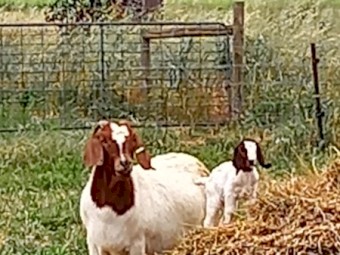 Pure Boar Goat Breeding Herd - Price Reduced