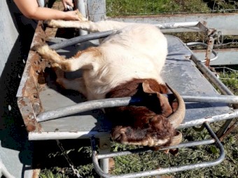 Pure Boar Goat Breeding Herd - Price Reduced