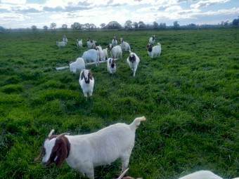 Pure Boar Goat Breeding Herd - Price Reduced