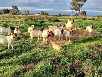 Pure Boar Goat Breeding Herd - Price Reduced