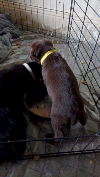 Excellent working bloodline kelpie/koolie  pups.