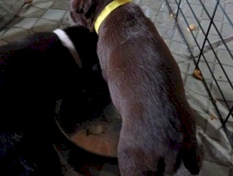 Excellent working bloodline kelpie/koolie  pups.