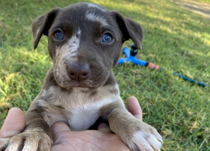 Kelpie x Koolie x Collie puppies