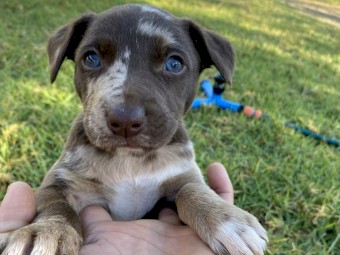 Kelpie x Koolie x Collie puppies