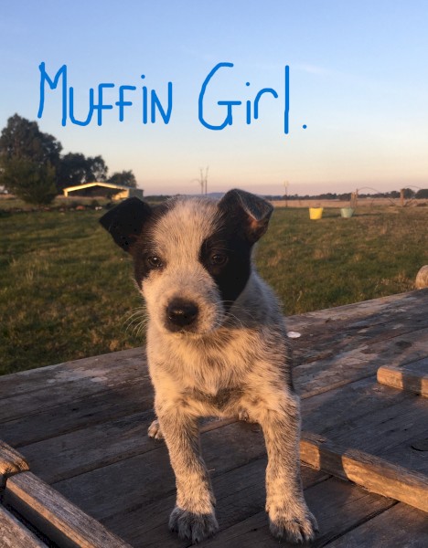 Border Collie cross Stumpy Tail Red Heeler.