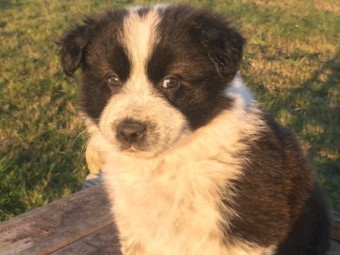 Border Collie cross Stumpy Tail Red Heeler.