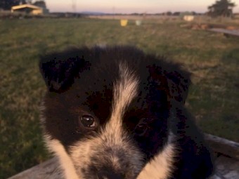 Border Collie cross Stumpy Tail Red Heeler.