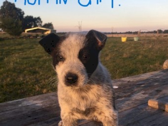 Border Collie cross Stumpy Tail Red Heeler.