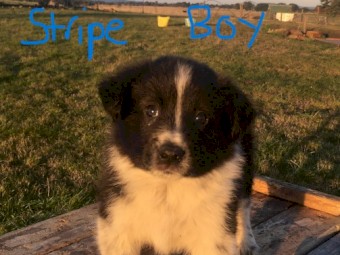 Border Collie cross Stumpy Tail Red Heeler.