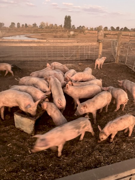 Large white weaners - approx 30kg