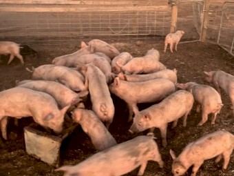 Large white weaners - approx 30kg
