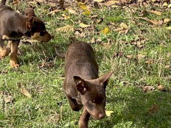 Kelpie Pups