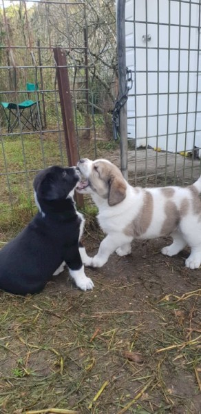 Livestock guardian dog pups - Central Asian Shepherd Dog