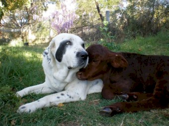Livestock guardian dog pups - Central Asian Shepherd Dog
