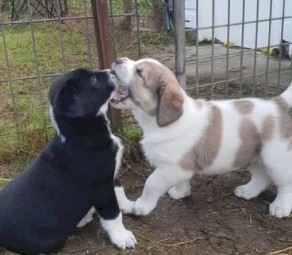 Livestock guardian dog pups - Central Asian Shepherd Dog