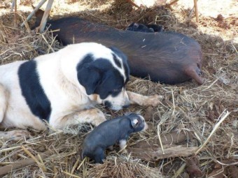 Livestock guardian dog pups - Central Asian Shepherd Dog