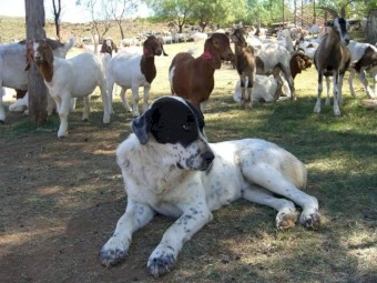 Livestock guardian dog pups - Central Asian Shepherd Dog