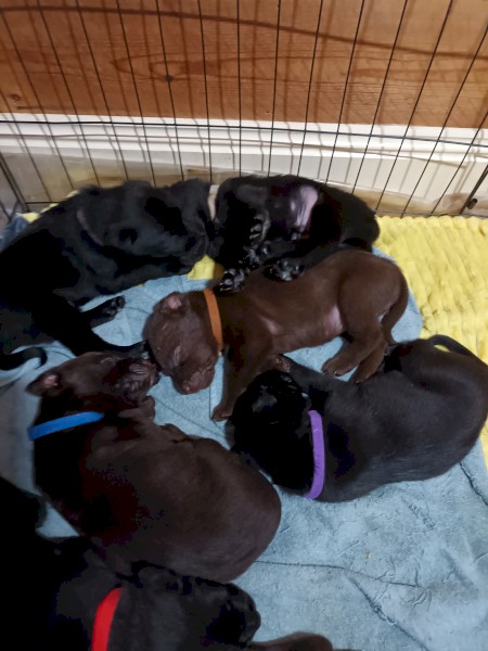  Excellent  Working dog pups