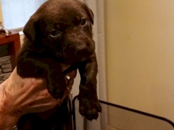  Excellent  Working dog pups