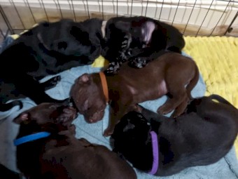  Excellent  Working dog pups