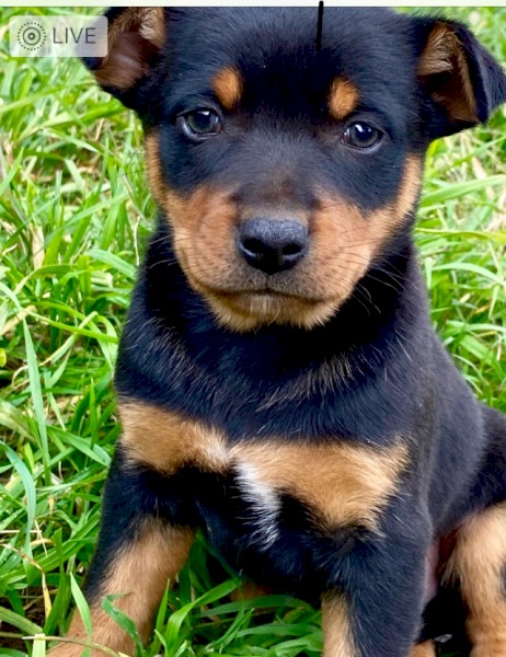 Male Kelpie Pups x 2