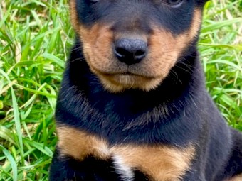 Male Kelpie Pups x 2