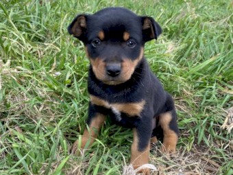 Male Kelpie Pups x 2