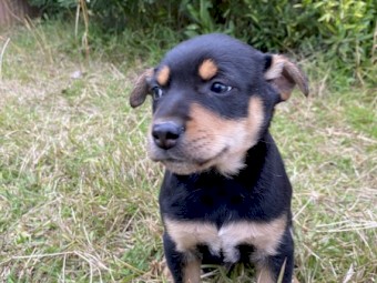 Male Kelpie Pups x 2