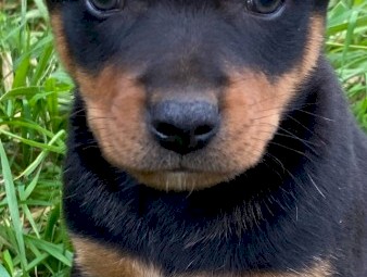 Male Kelpie Pups x 2