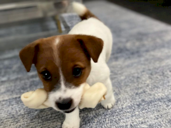 Gorgeous Dazzling Healthy Jack Russell Puppy (Ray). 