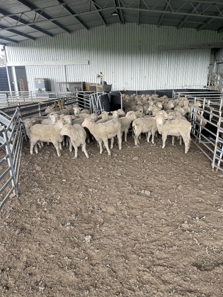 Merino X White Suffolk Wether Lambs 