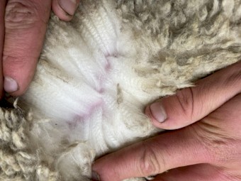 Merino X White Suffolk Wether Lambs 