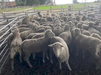 Merino X White Suffolk Wether Lambs 