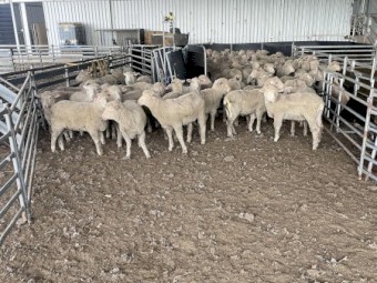 Merino X White Suffolk Wether Lambs 