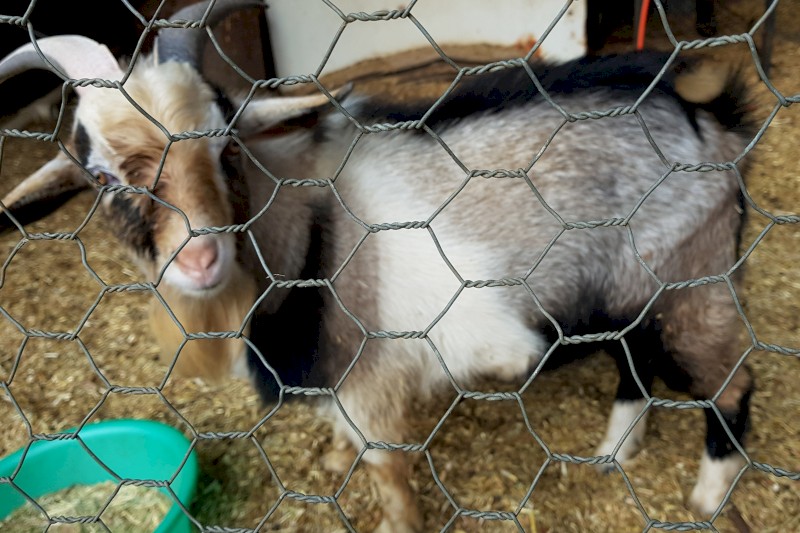 Registered Nigerian dwarf buck and wethers