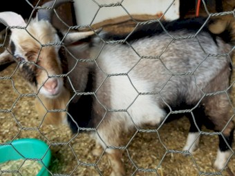 Registered Nigerian dwarf buck and wethers
