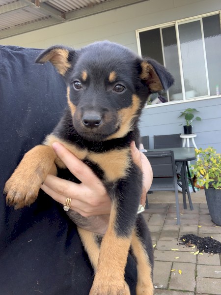 Kelpie Pups 2 x Female Black and Tan , 1 x Male Brown and Tan, 1 Male Black and Tan, 1 Male Black, 1 Male Brown