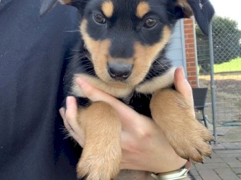 Kelpie Pups 2 x Female Black and Tan , 1 x Male Brown and Tan, 1 Male Black and Tan, 1 Male Black, 1 Male Brown