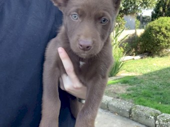 Kelpie Pups 2 x Female Black and Tan , 1 x Male Brown and Tan, 1 Male Black and Tan, 1 Male Black, 1 Male Brown