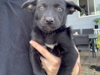 Kelpie Pups 2 x Female Black and Tan , 1 x Male Brown and Tan, 1 Male Black and Tan, 1 Male Black, 1 Male Brown