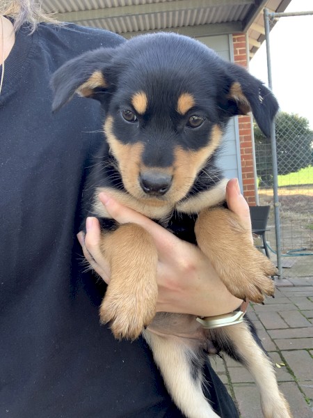 1 Male Kelpie Pups available - videos available - Vaccinated twice. All vetwork completed.
