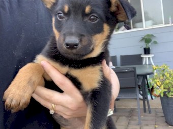 1 Male Kelpie Pups available - videos available - Vaccinated twice. All vetwork completed.
