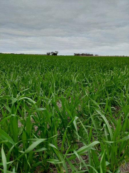 WANTED Lease/Share Farm